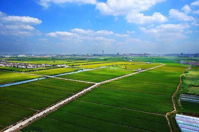 钦州九佰垌,一块拼凑起来的田地,依靠现代智慧农业技术突破种植瓶颈
